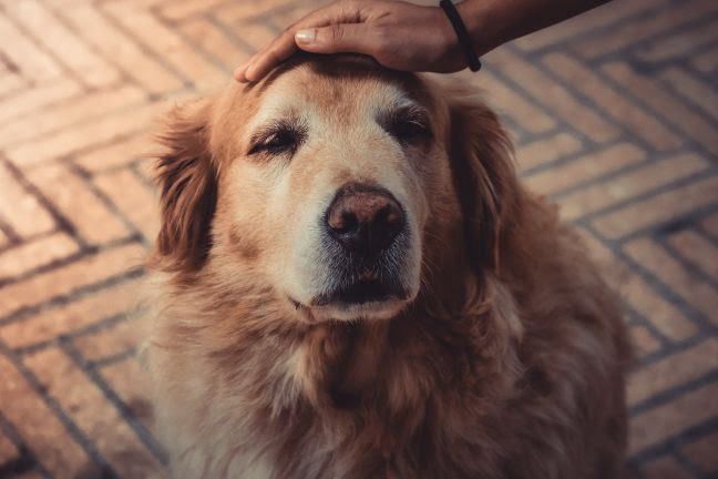 Doenças prostáticas podem afetar o bem-estar de cães e gatos machos
