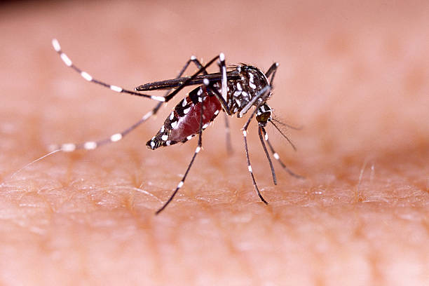 Com uso de inteligência artificial, pesquisadores da UFMG mapeiam incidência do Aedes aegypti