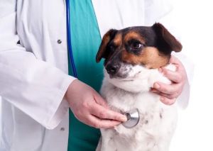 Fevereiro Roxo e Laranja: pets também podem ter Leucemia, Lúpus e mal de Alzheimer e Fibromialgia