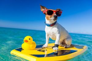 Tosa, protetor solar e quantidade de água por dia: especialista explica as dúvidas mais recorrentes sobre os pets e o verão