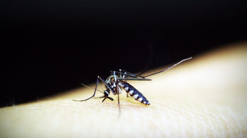 Infectologista do Hapvida reforça que combate ao Aedes aegypti deve ser levado a sério