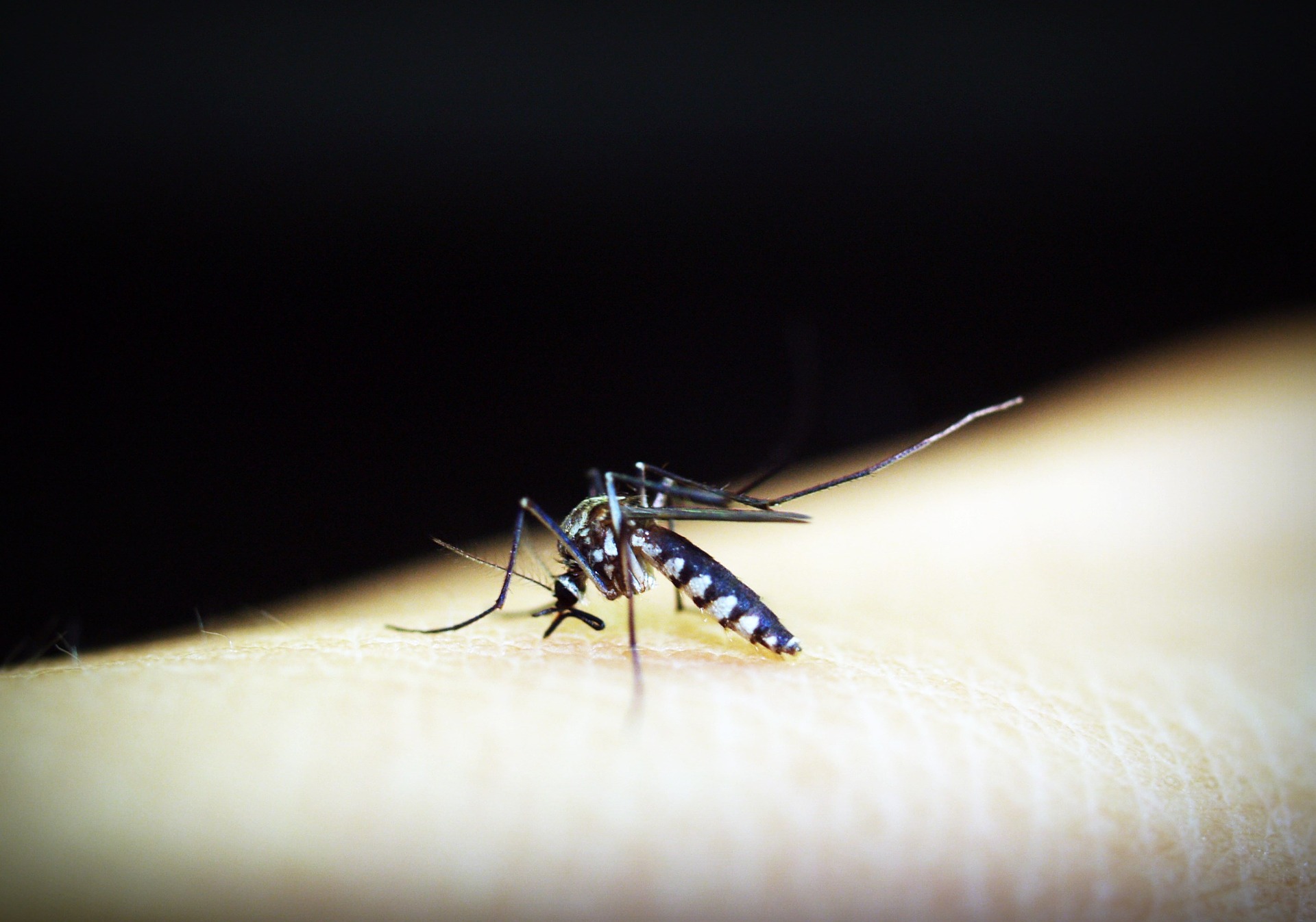 Infectologista do Hapvida reforça que combate ao Aedes aegypti deve ser levado a sério