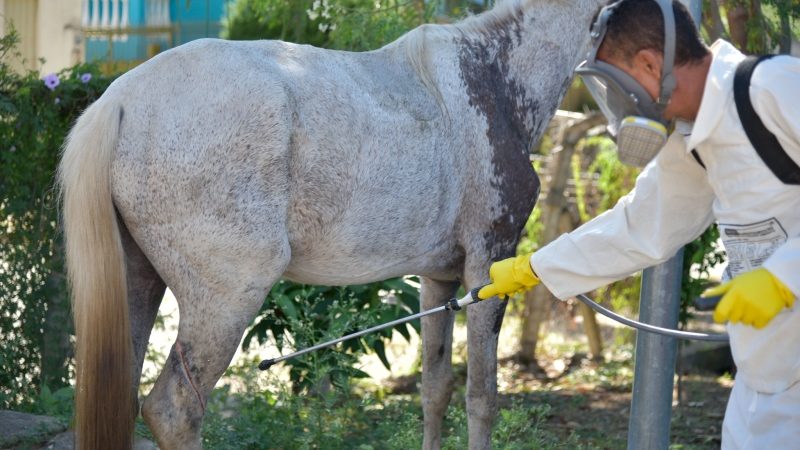 Prefeitura intensifica ações de combate à Febre Maculosa no Nacional