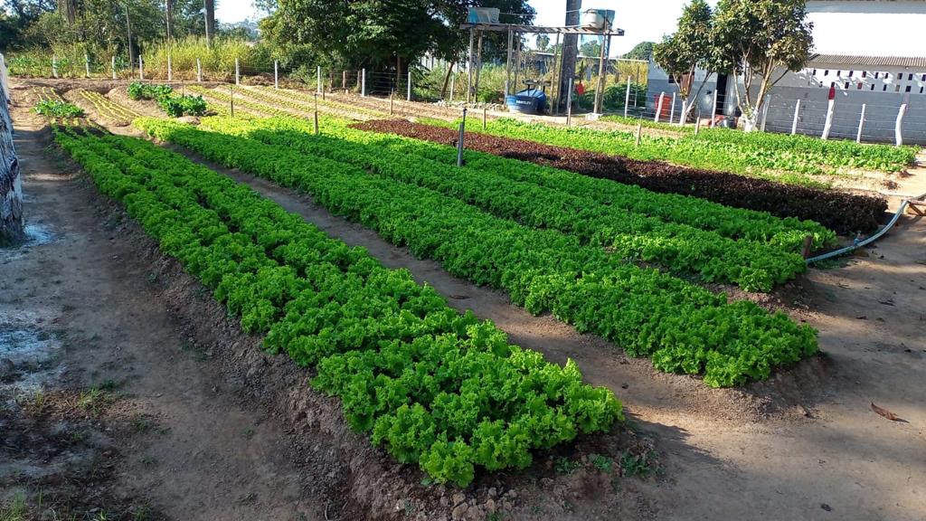 Mais de 22 toneladas de alimentos produzidos em unidades prisionais mineiras foram doados em 2022