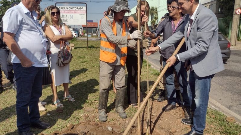 Regional Riacho: avenida Centauro recebe plantio de árvores que trarão mais qualidade ambiental e paisagística para o local