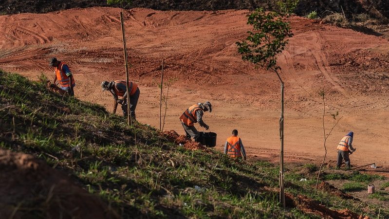 Prefeitura realiza plantio de árvores no viaduto do CeasaMinas durante a semana do meio ambiente