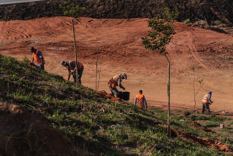 Prefeitura realiza plantio de árvores no viaduto do CeasaMinas durante a semana do meio ambiente