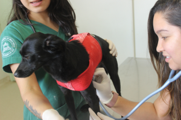 Estudo UFMG: pessoas que não se vacinaram contra a covid-19 têm sete vezes mais chances de não imunizar seus cães