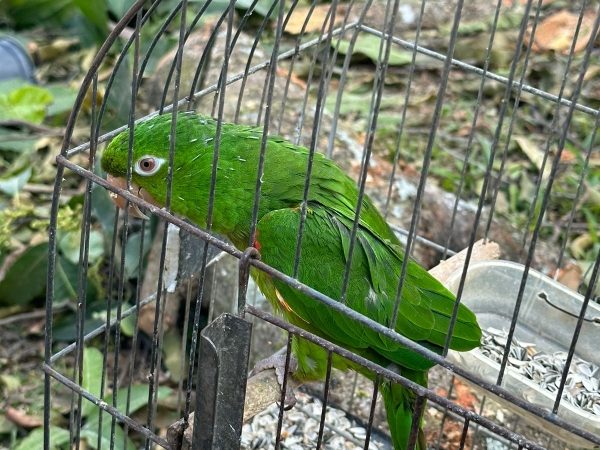 Mais fiscalização: Guarda Civil combate cativeiro de aves e poda ilegal árvores