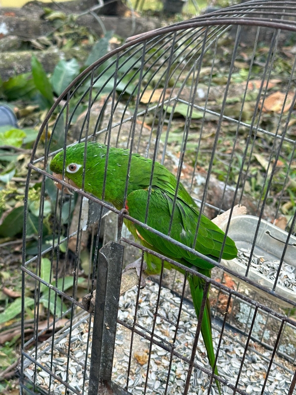 Mais fiscalização: Guarda Civil combate cativeiro de aves e poda ilegal árvores