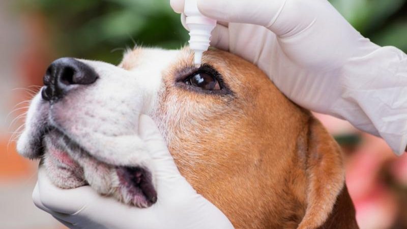 DIAGNÓSTICO PRECOCE É ESSENCIAL NA OFTALMOLOGIA VETERINÁRIA