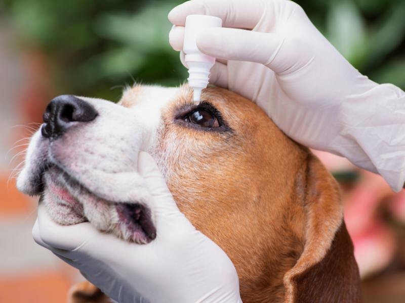 DIAGNÓSTICO PRECOCE É ESSENCIAL NA OFTALMOLOGIA VETERINÁRIA