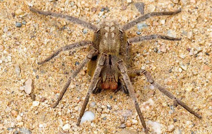 Pesquisadores da UFMG identificam em veneno de aranha potencial fármaco contra a disfunção erétil