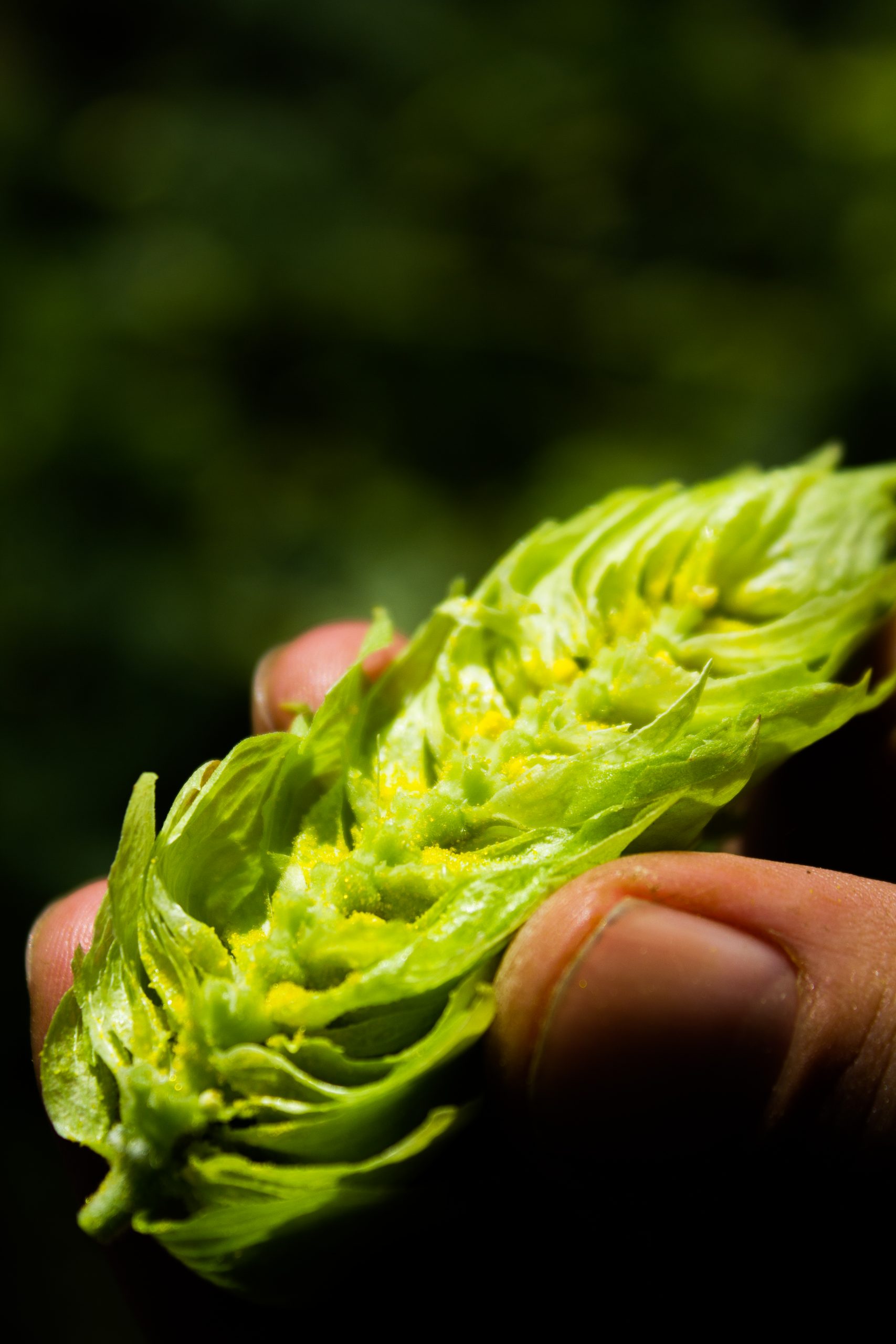 Setor cervejeiro cresce 11,6% no Brasil e impulsiona revolução no mercado de lúpulo, essencial à fabricação da bebida