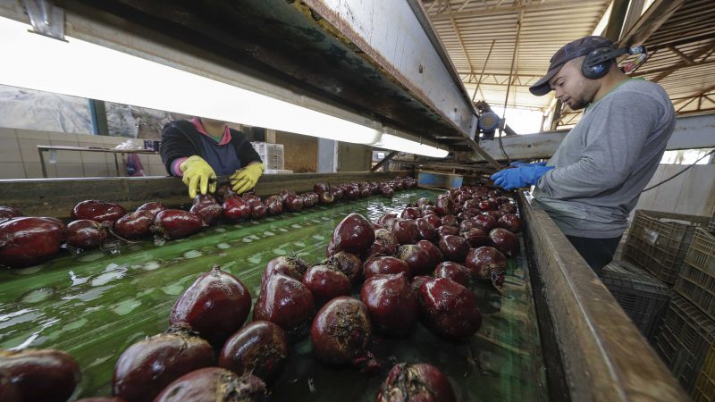 Setor agropecuário mineiro gera mais de 1,9 mil empregos com carteira em julho