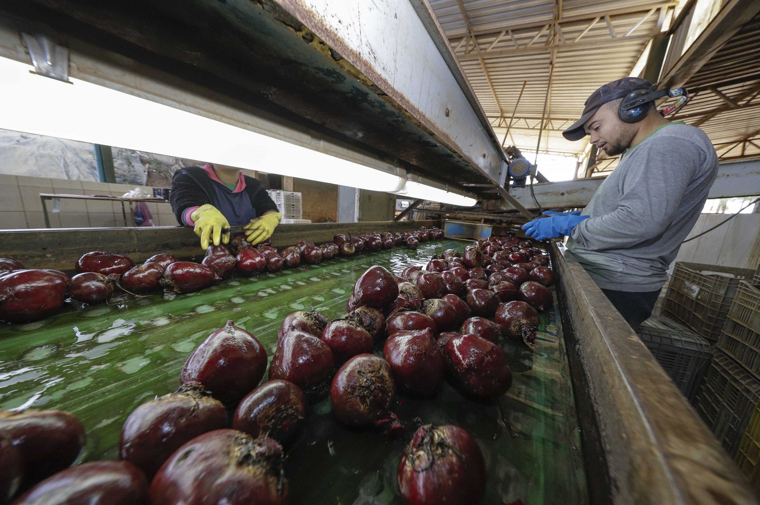 Setor agropecuário mineiro gera mais de 1,9 mil empregos com carteira em julho