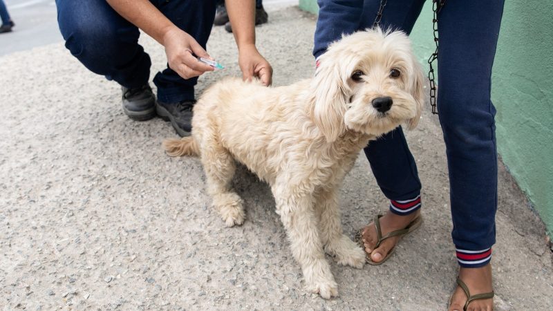 Contagem terá Dia D de vacinação contra raiva para cães e gatos neste sábado (23/9)