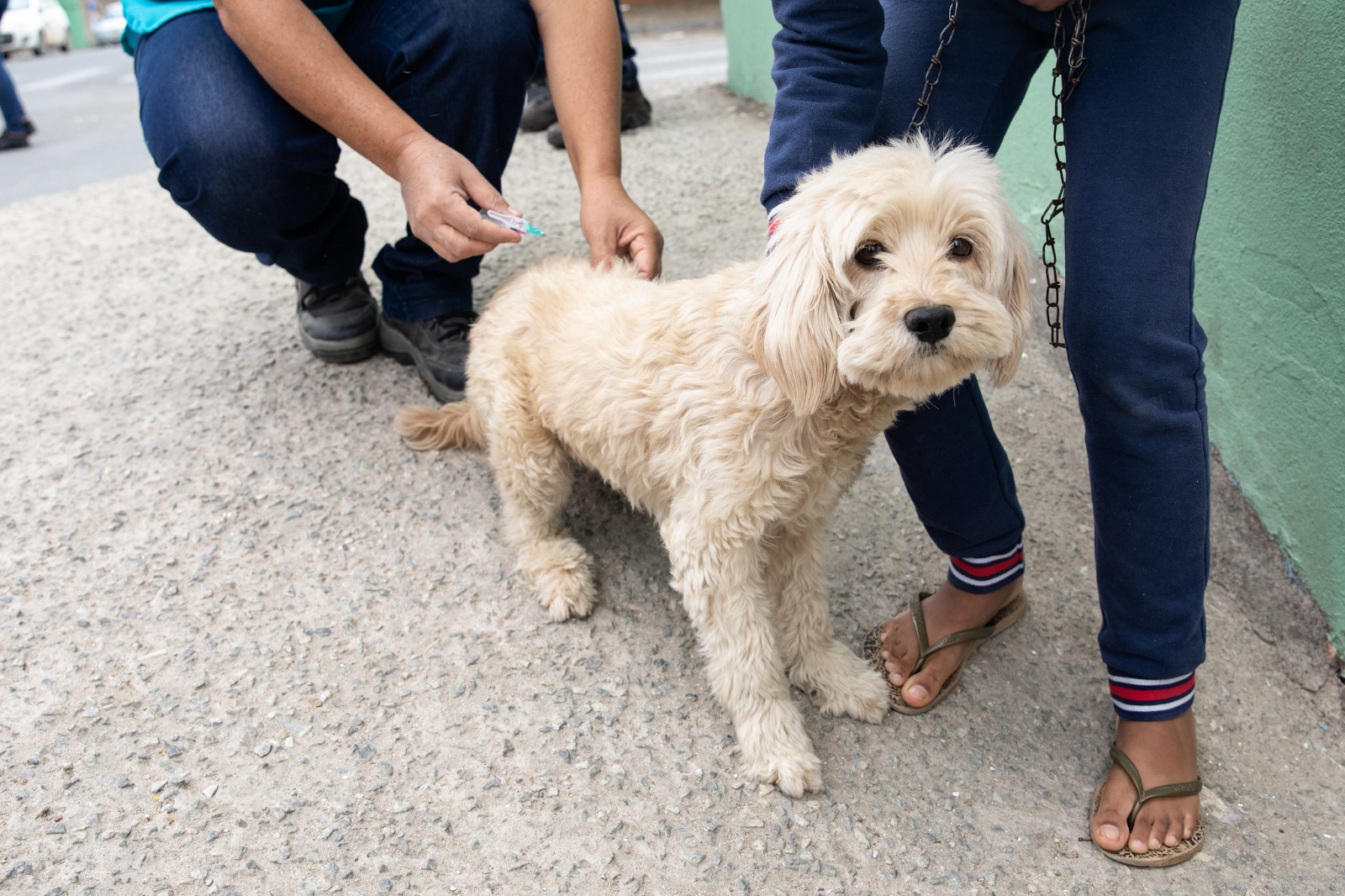 Contagem terá Dia D de vacinação contra raiva para cães e gatos neste sábado (23/9)