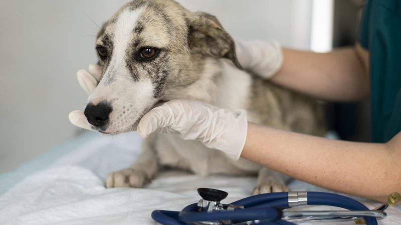 Centro Médico Veterinário UNA Contagem, prepara mutirão de castração sábado (02/12)