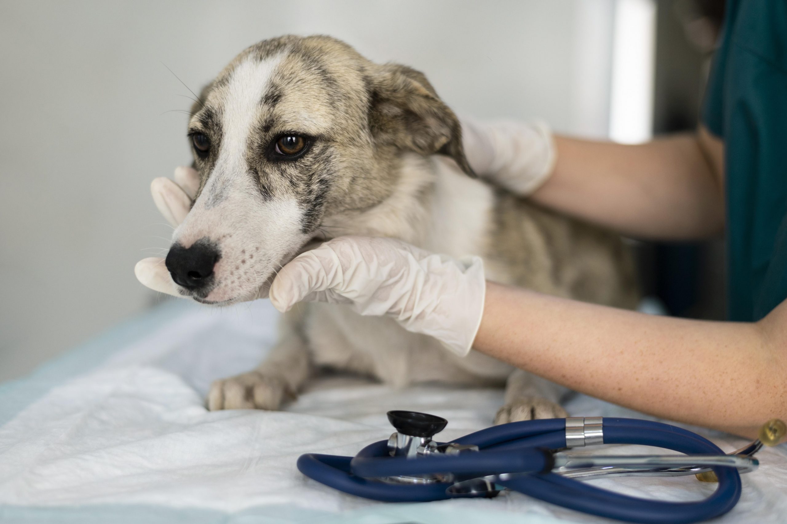 Centro Médico Veterinário UNA Contagem, prepara mutirão de castração sábado (02/12)