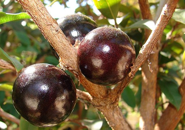 Casca da jabuticaba reduz inflamação e glicemia em pessoas com síndrome metabólica