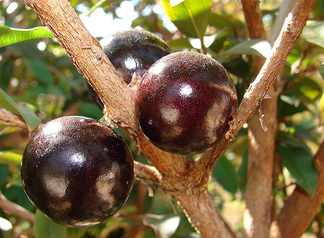 Casca da jabuticaba reduz inflamação e glicemia em pessoas com síndrome metabólica