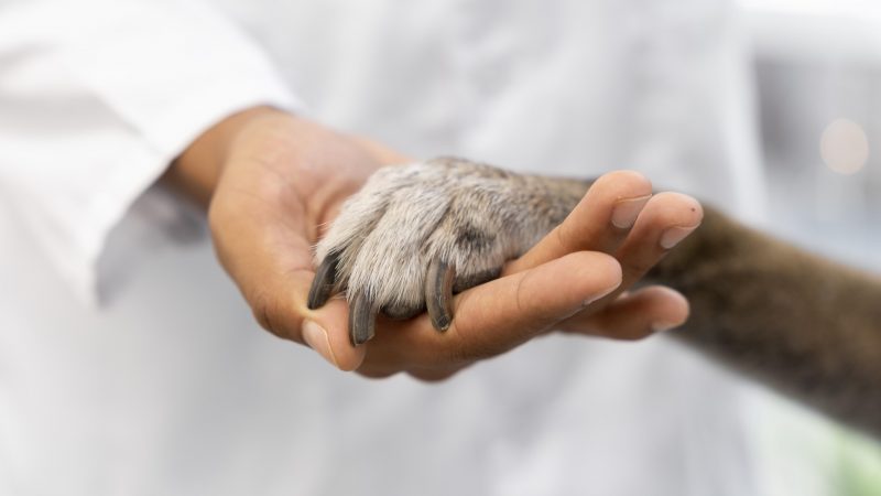 Dieta balanceada, monitoramento e suporte emocional são essenciais no apoio para cães e gatos com câncer