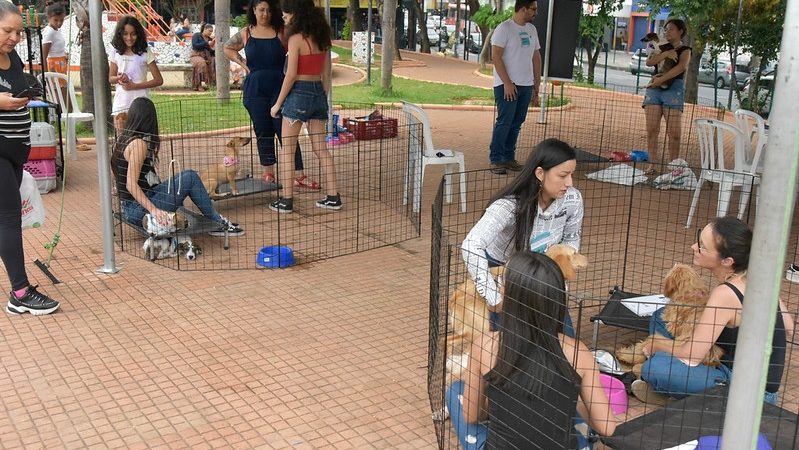 Evento de adoção de cães e gatos sábado (13/04)