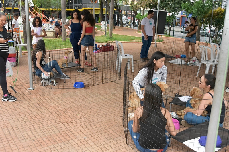 Evento de adoção de cães e gatos sábado (13/04)