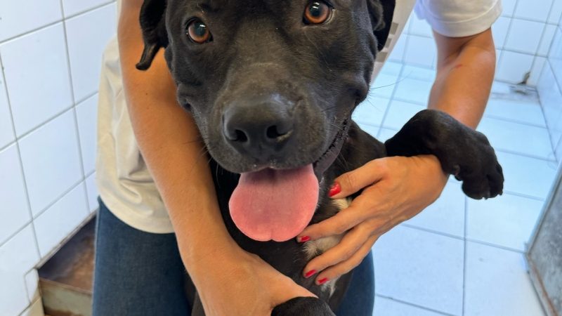 Prefeitura realiza, sábado (29/3), feira de adoção responsável de cães