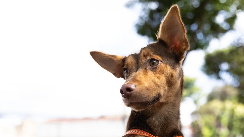 Ações integradas da Prefeitura promovem a saúde e o combate a maus-tratos dos animais