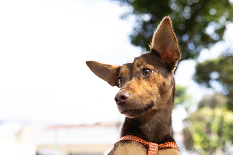 Ações integradas da Prefeitura promovem a saúde e o combate a maus-tratos dos animais