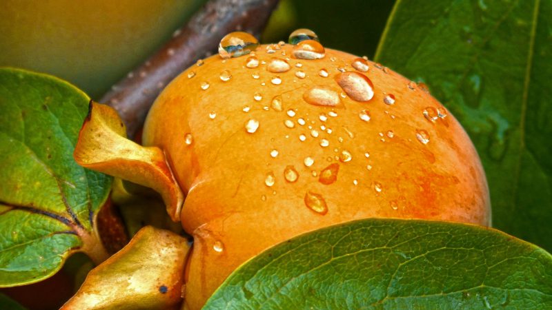 Os benefícios do caqui para a saúde