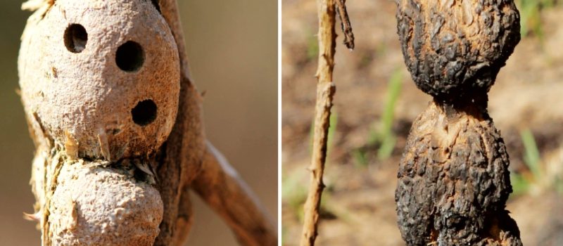 Pesquisa com colaboração da Unimontes sobre insetos e fogo no Cerrado ganha repercussão internacional