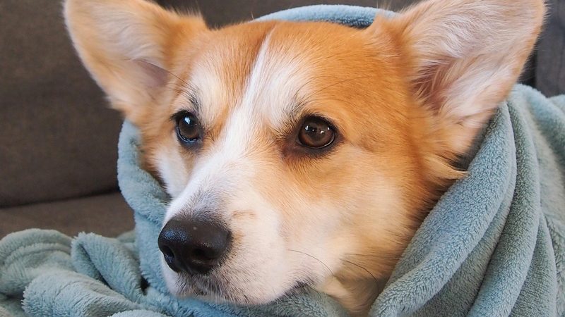 Inverno chegando e é hora de proteger os pets