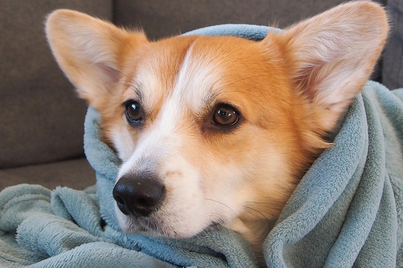 Inverno chegando e é hora de proteger os pets