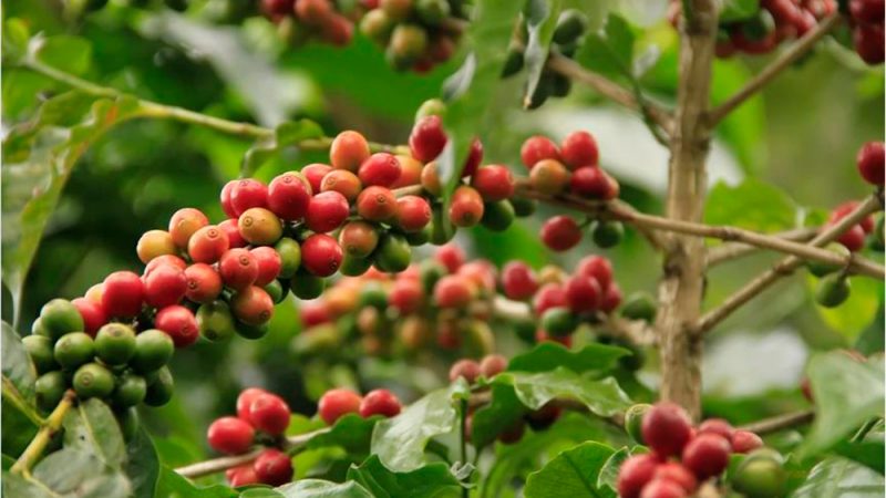 Produtora de café é condenada a pagar R$ 150 mil por danos morais coletivos