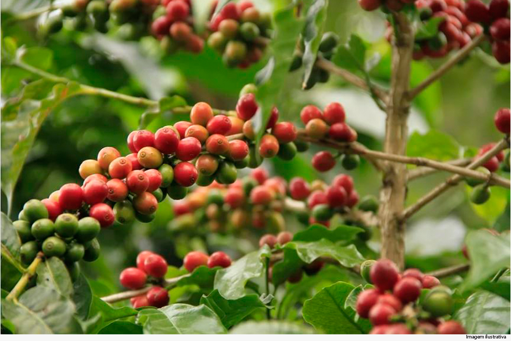 Produtora de café é condenada a pagar R$ 150 mil por danos morais coletivos