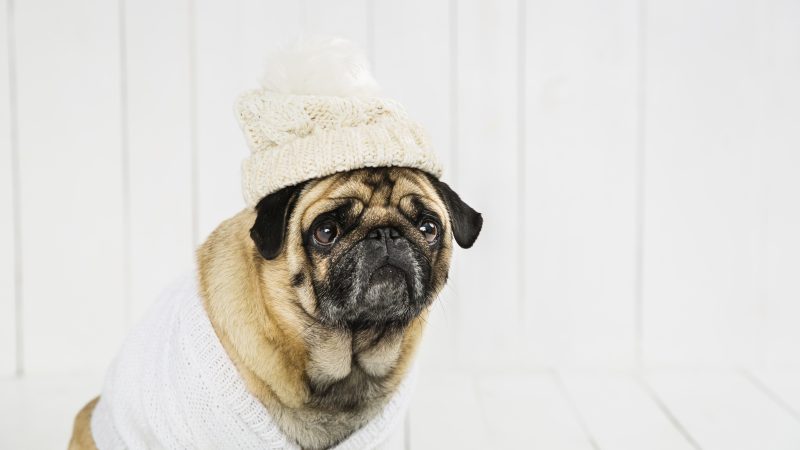 Inverno aumenta risco de doenças respiratórias em pets: saiba como proteger seu animal