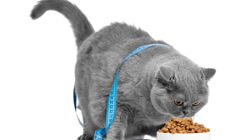 Você está alimentando seu pet com carinho ou colocando a saúde dele em risco