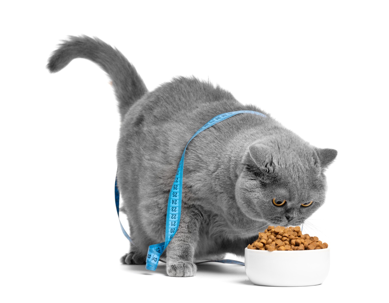 Você está alimentando seu pet com carinho ou colocando a saúde dele em risco