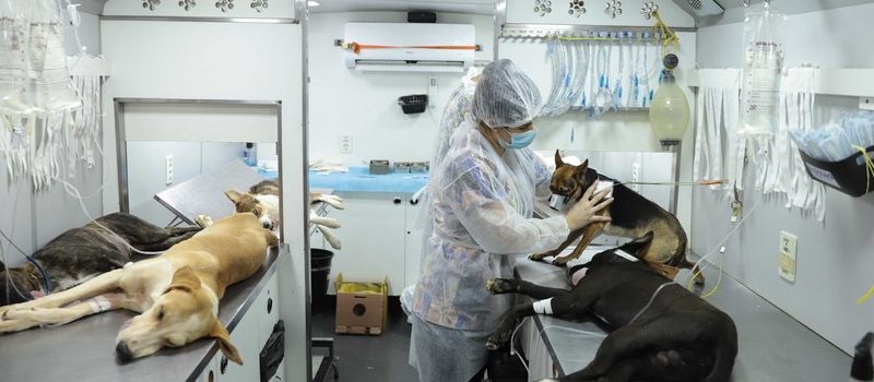 Agosto Caramelo marca avanço de programa gratuito do Governo de Minas que já microchipou mais de 270 mil cães e gatos