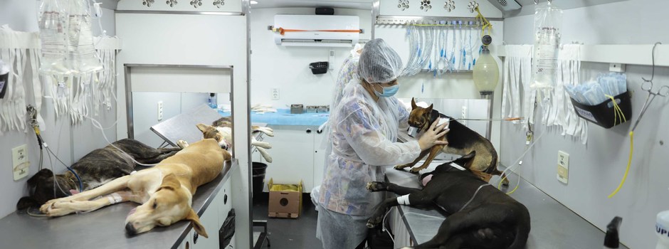 Agosto Caramelo marca avanço de programa gratuito do Governo de Minas que já microchipou mais de 270 mil cães e gatos