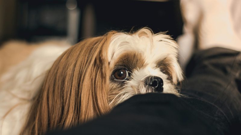 Por que alguns cães comem fezes? Alerta para tutores sobre nutrição e comportamento