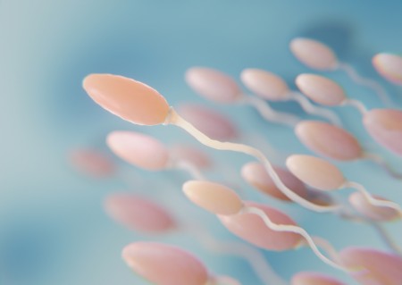 Falta de proteína na gravidez e lactação pode comprometer viabilidade de espermatozoides