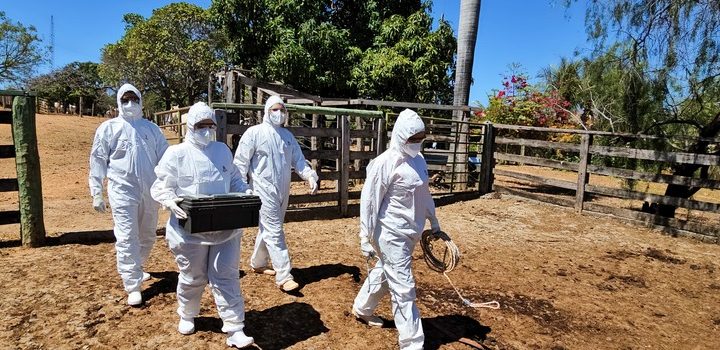 Governo de Minas reforça vigilância com exercício simulado de febre aftosa