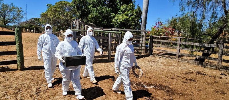 Governo de Minas reforça vigilância com exercício simulado de febre aftosa