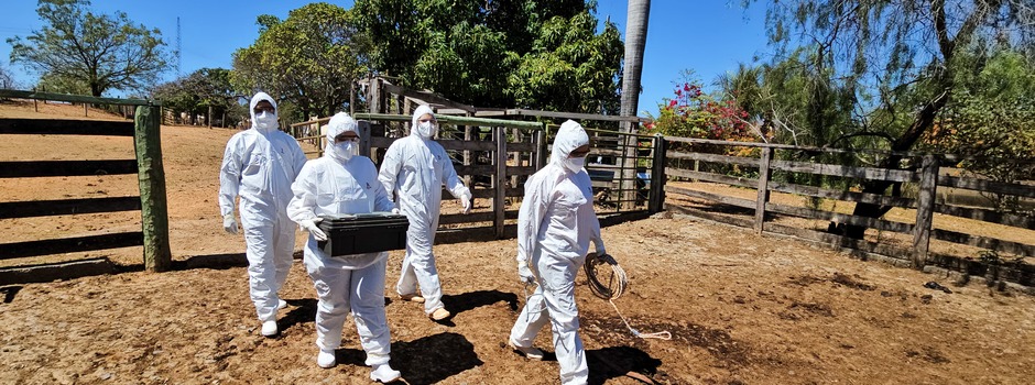 Governo de Minas reforça vigilância com exercício simulado de febre aftosa