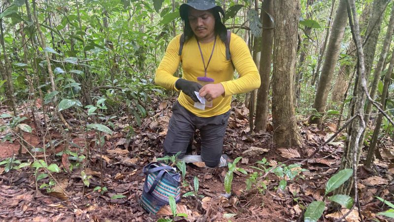 Estudo UFMG: rejeito de mineração muda processo vital da floresta e favorece espécies invasoras na bacia do Rio Doce