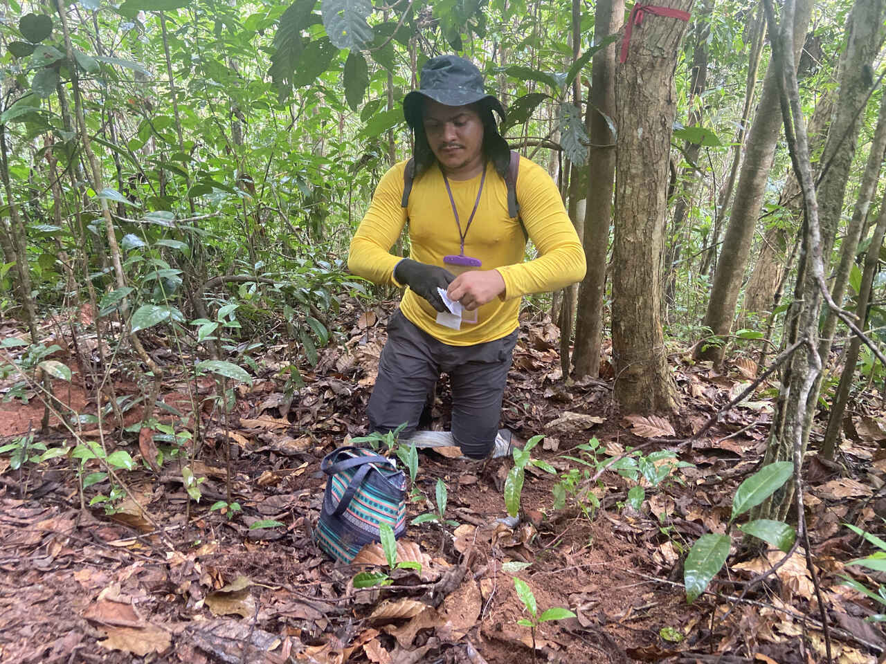 Estudo UFMG: rejeito de mineração muda processo vital da floresta e favorece espécies invasoras na bacia do Rio Doce